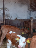Kalb im Stall.